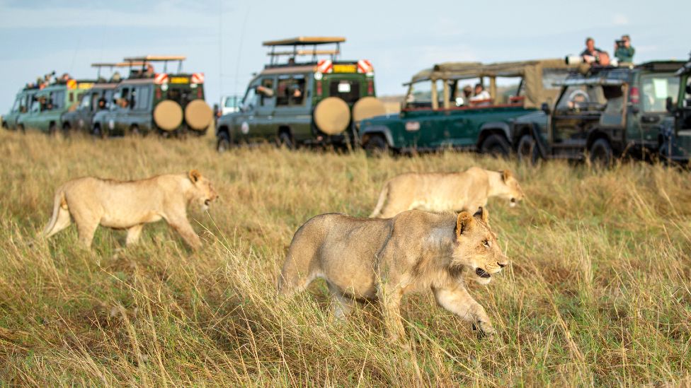 6 days Masai Mara and Zanzibar safari