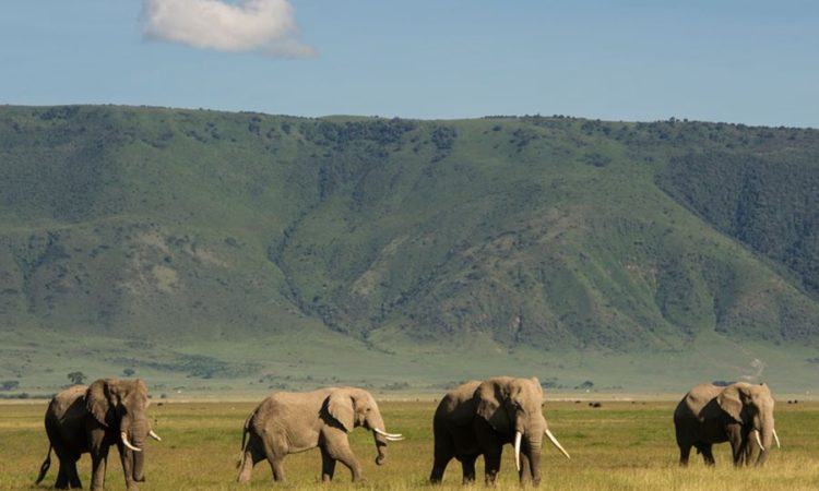 Wildlife Safari Park Tanzania