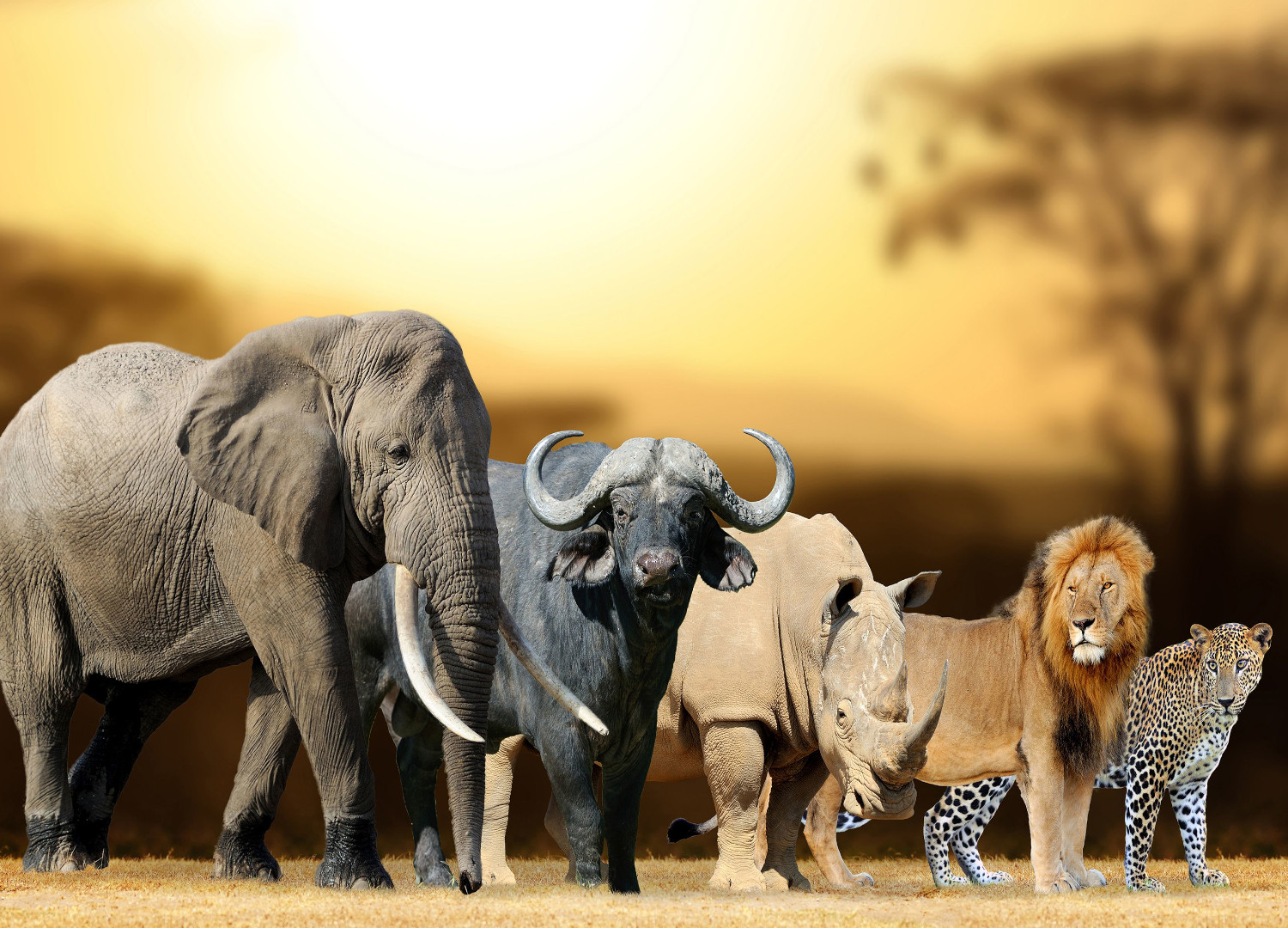 Tanzania Wild Animals