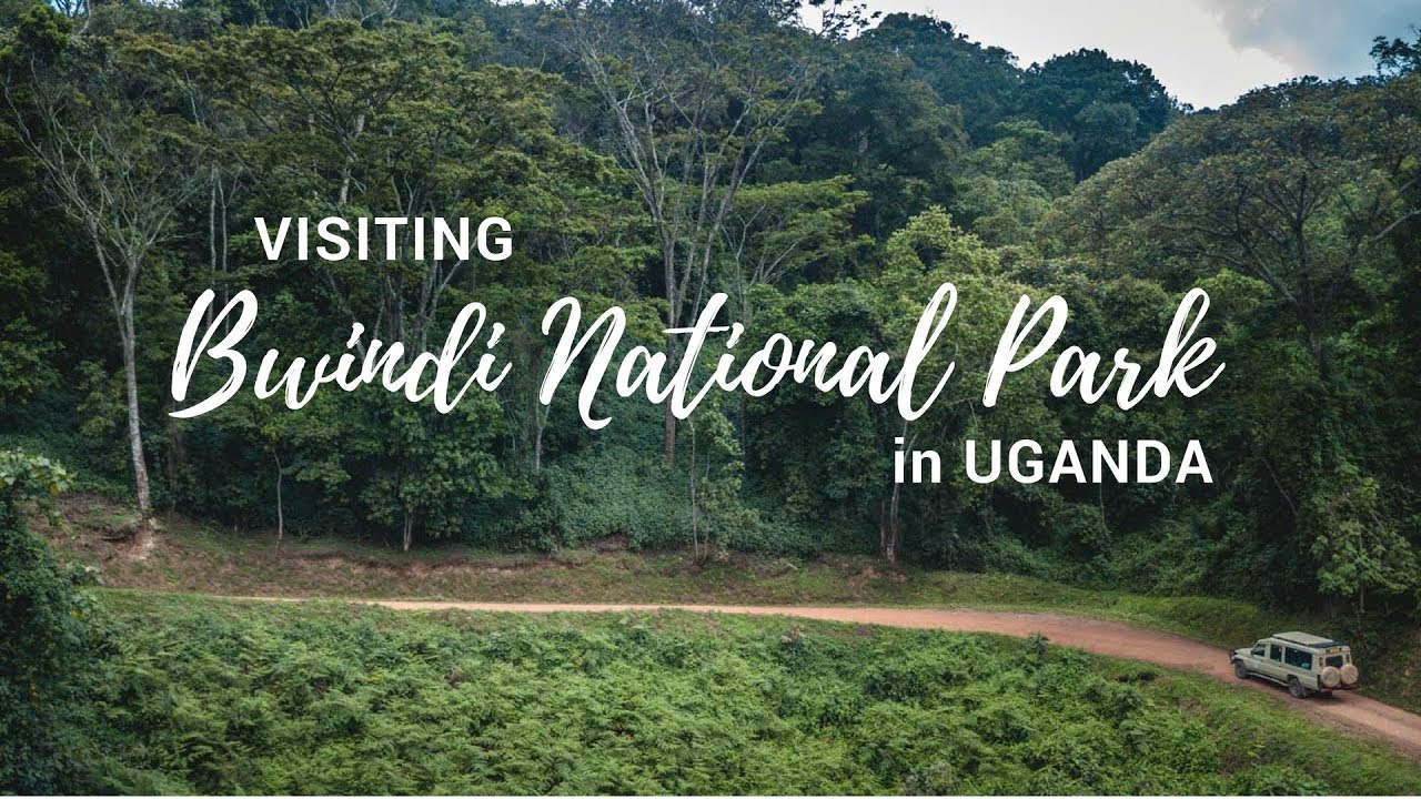 Bwindi impenetrable national park